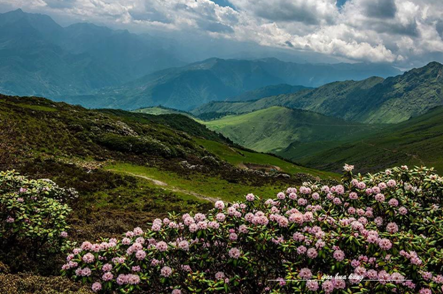 人间四月芳菲尽 五一高山杜鹃始盛开