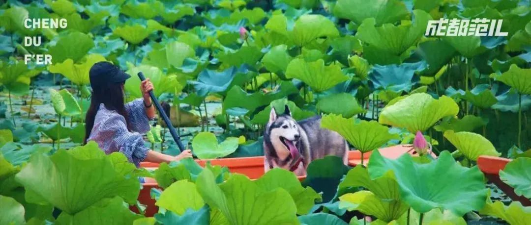 成都狗狗耍水地图,游泳、桨板统统安排!