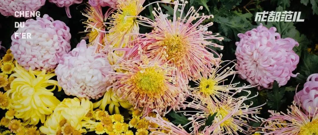 小时候看不懂的人民公园菊展,现在才看懂是真·人间富贵花