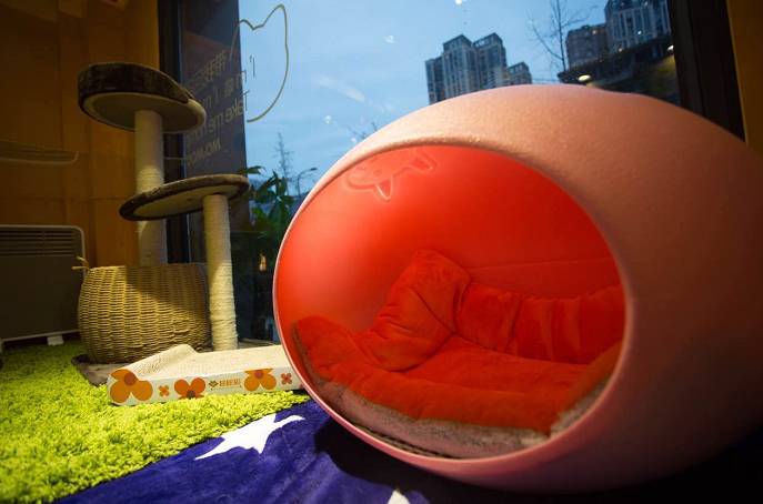 成都宠物店寄养大全!价格环境分类床位…过年