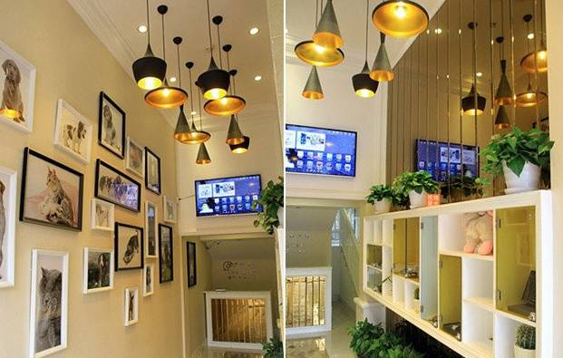 成都宠物店寄养大全!价格环境分类床位…过年你的猫狗就靠它们了!_成都范儿 - 华西都市网