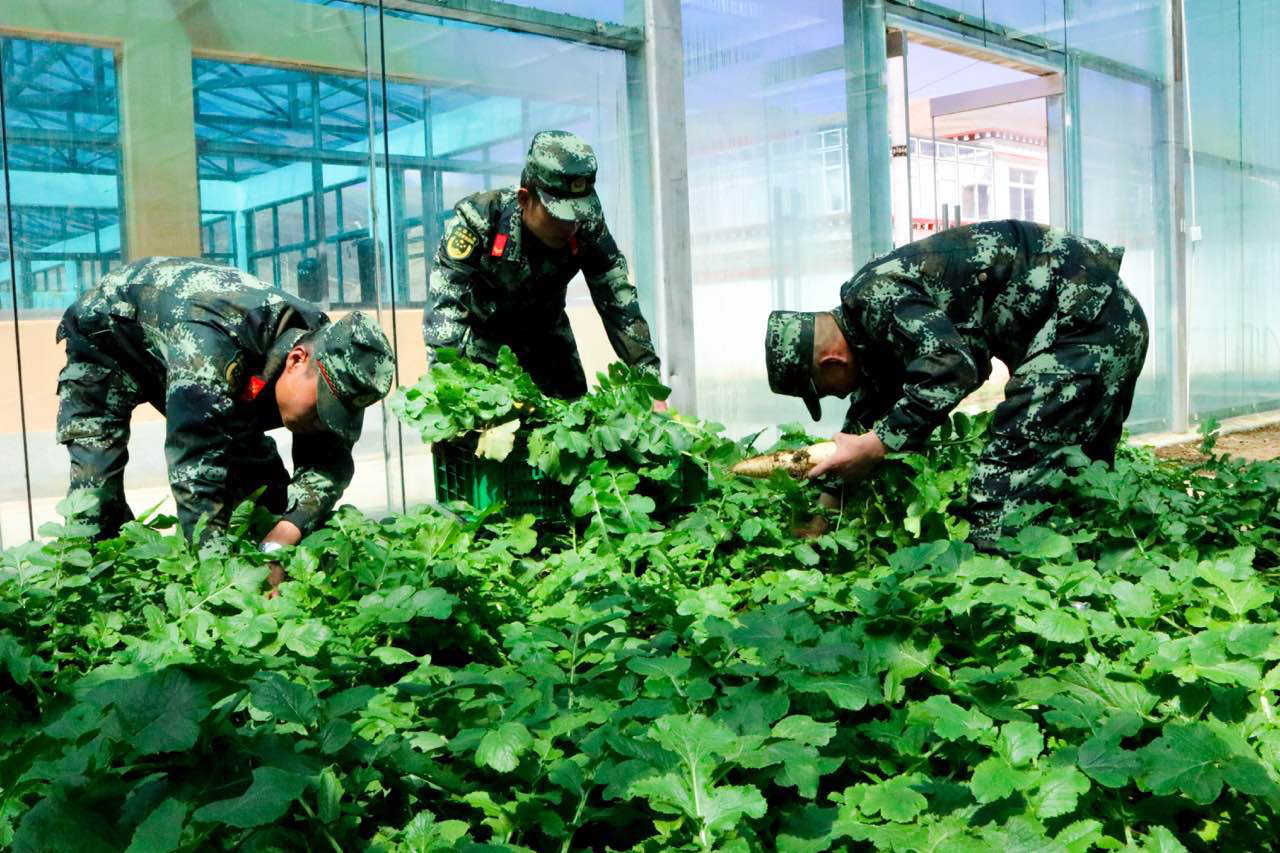 瓜果太贵  驻藏武警在4300米“生命禁区”种出绿色蔬菜